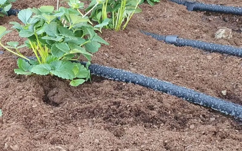Uložení průsakové hadice v záhonu pod kůrou