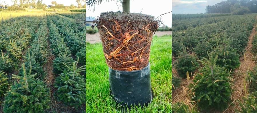 Živý vánoční stromeček v květináči: výhody a nevýhody