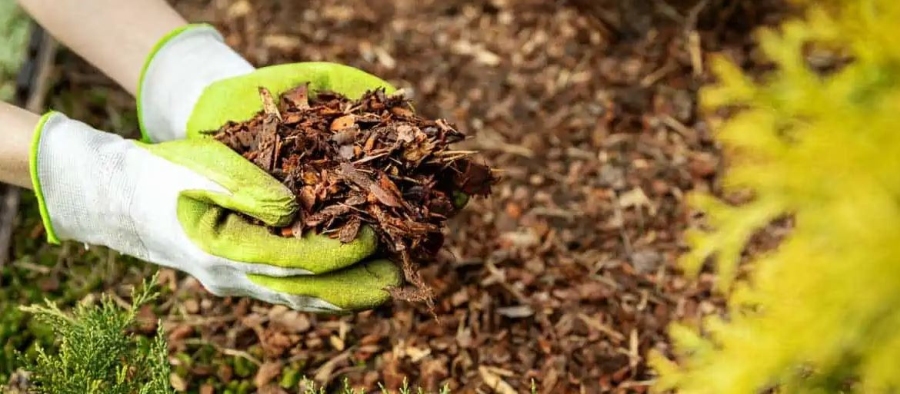 Mulčování jako ochrana proti chladu