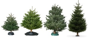 Živé Vánoční Stromky