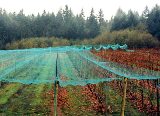 Síťka proti ptákům zelená 10g/m2 | 4x30m