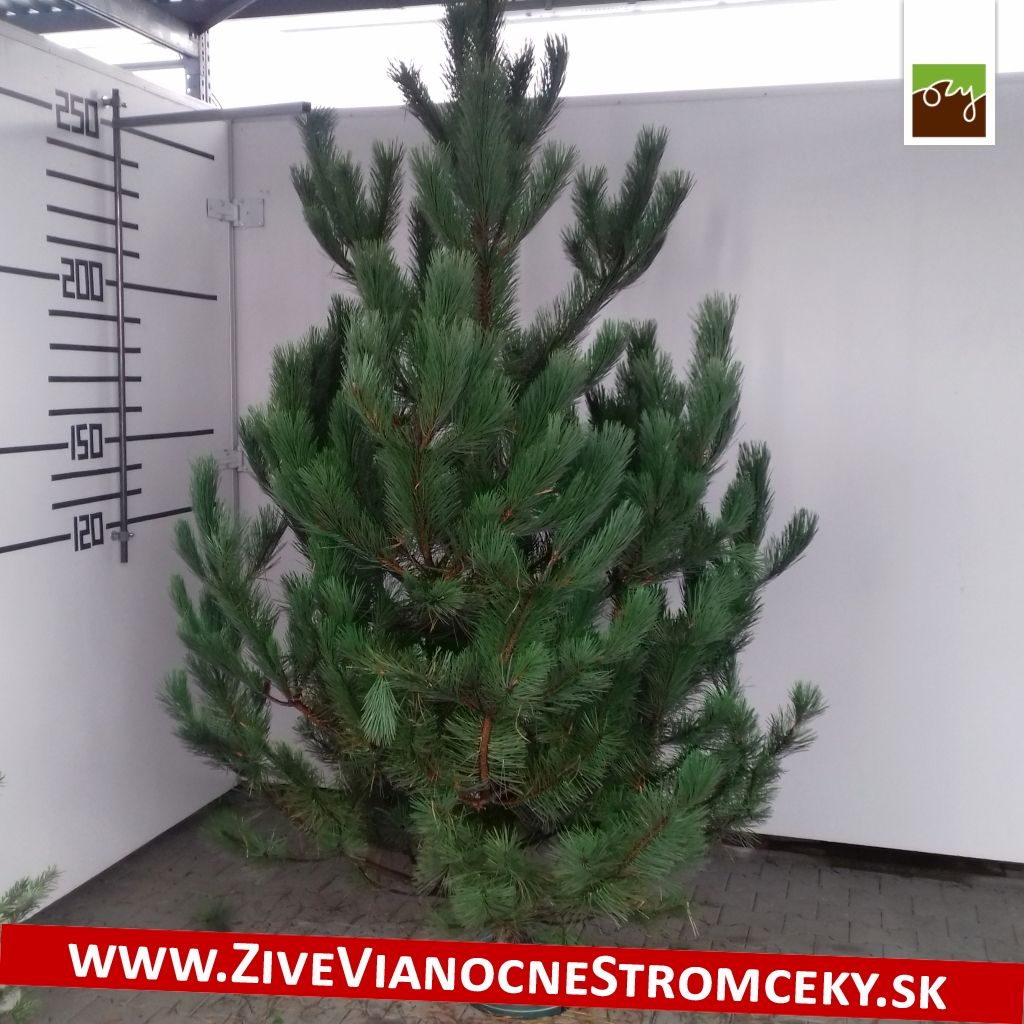 Živý vánoční stromek - Borovice černá 210-250cm