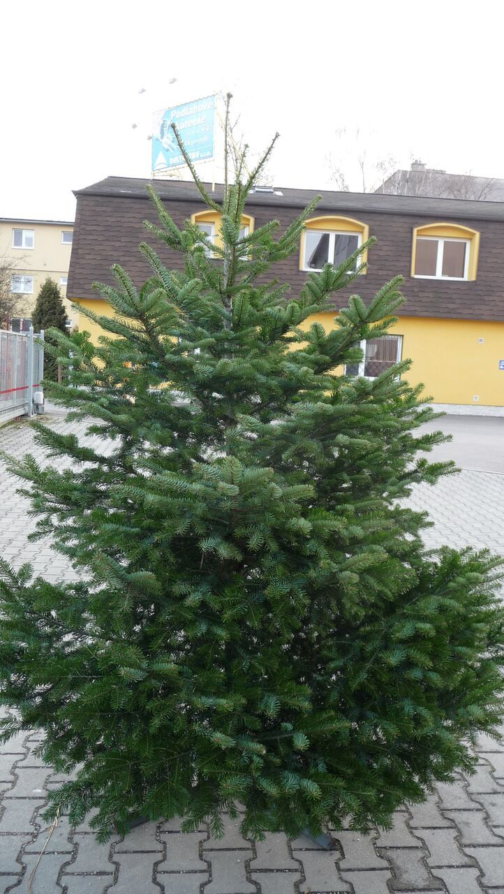 Živý vánoční stromek - Normandská Jedle A-Kategorie výška 300 - 400cm