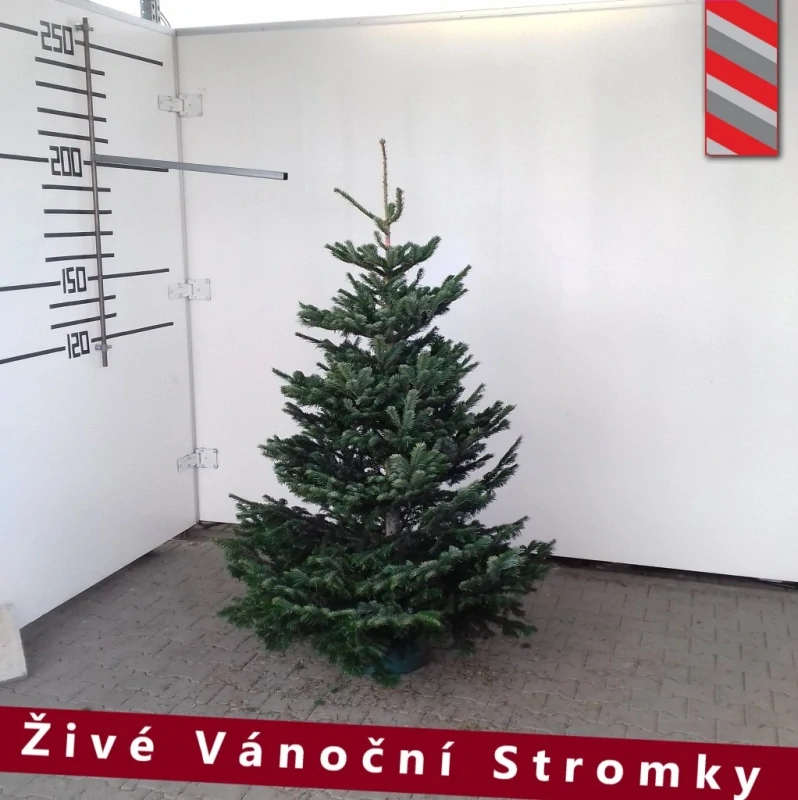 Živý vánoční stromek - Normandská Jedle B-Kategorie výška 175 - 200cm