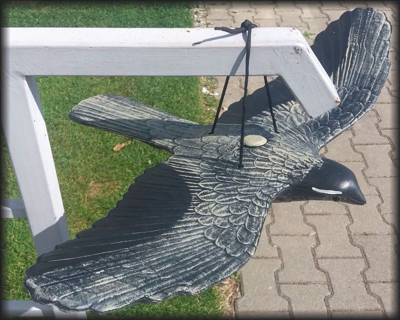 Maketa dravce - Létající jestřáb tmavý