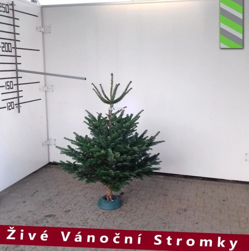 Živý vánoční stromek - Normandská Jedle B-Kategorie výška 125 - 150cm