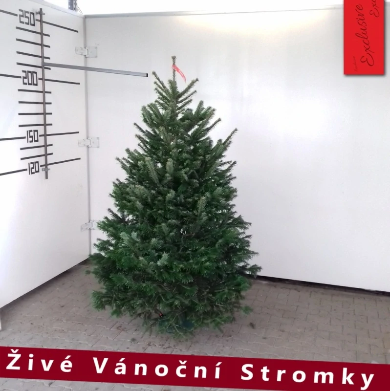 Živý vánoční stromek - Normandská Jedle EXCLUSIVE výška 175 - 200cm