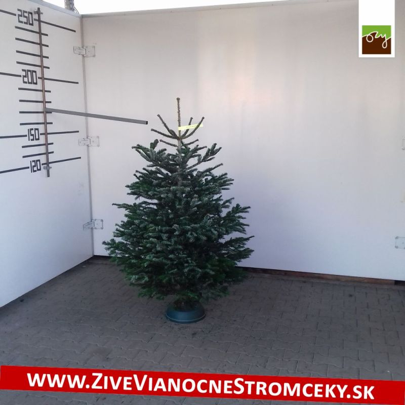 Živý vánoční stromek - Normandská Jedle A-Kategorie výška 150 - 175cm