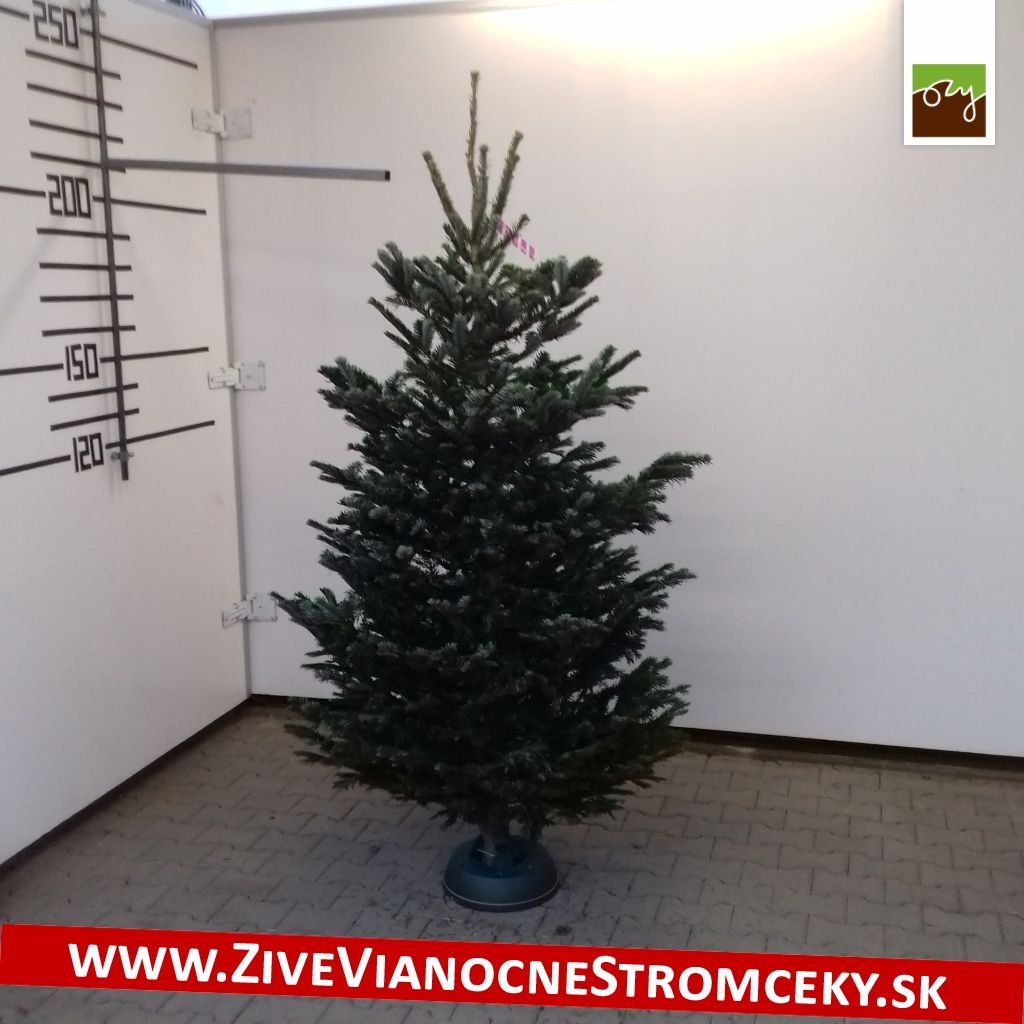 Živý vánoční stromek - Normandská Jedle B-Kategorie výška 200 - 225cm