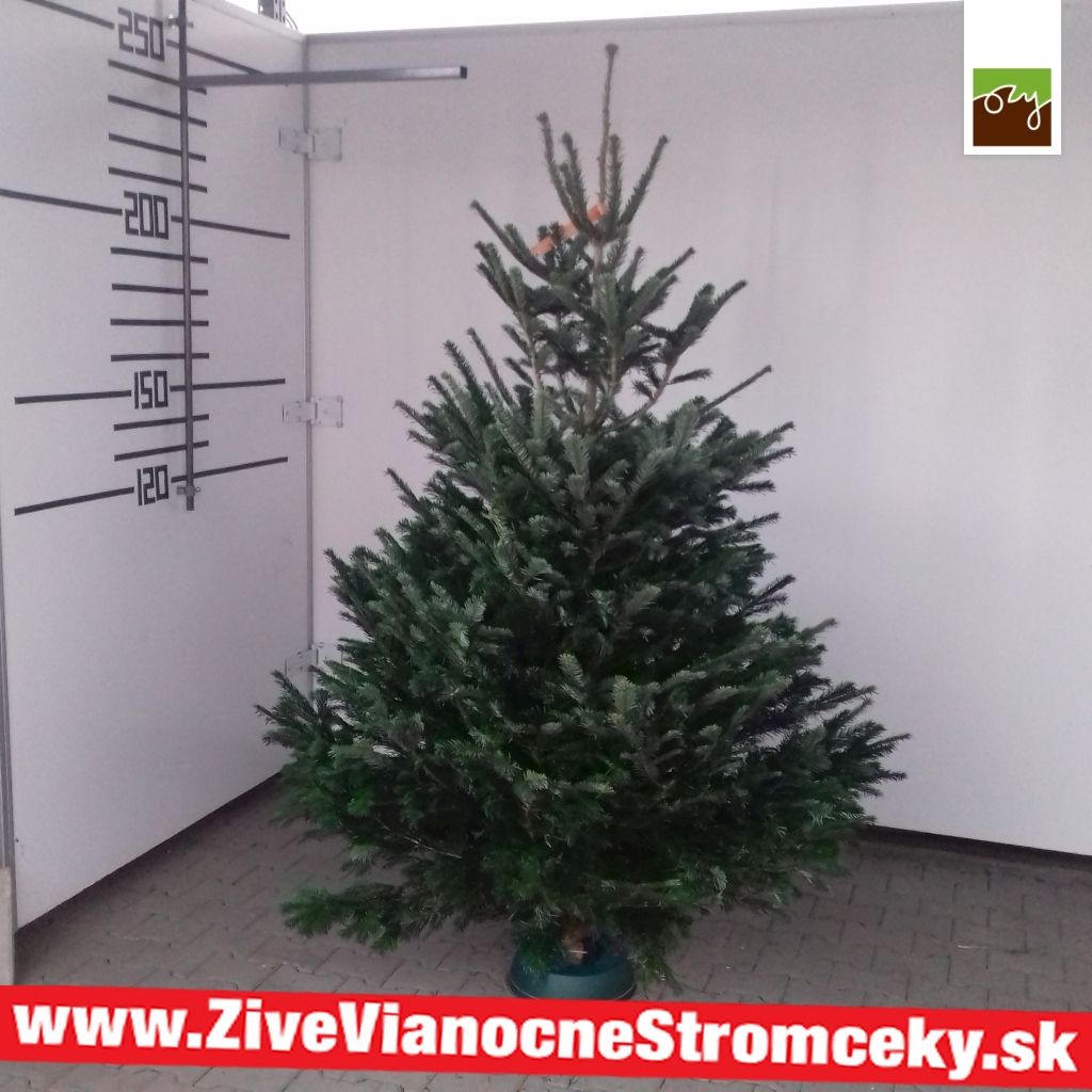 Živý vánoční stromek - Normandská Jedle B-Kategorie výška 225 - 250cm