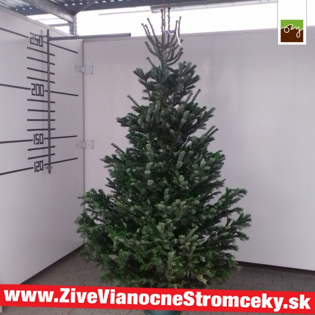 Živý vánoční stromek - Normandská Jedle B-Kategorie výška 250 - 275cm