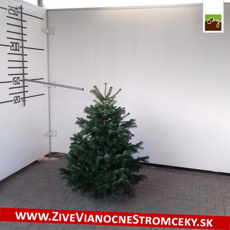 Živý vánoční stromek - Normandská Jedle A-Kategorie výška 125 - 150cm