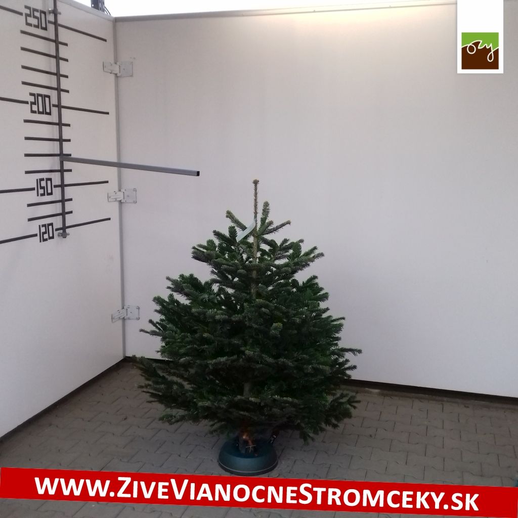 Živý vánoční stromek - Normandská Jedle B-Kategorie výška 125 - 150cm