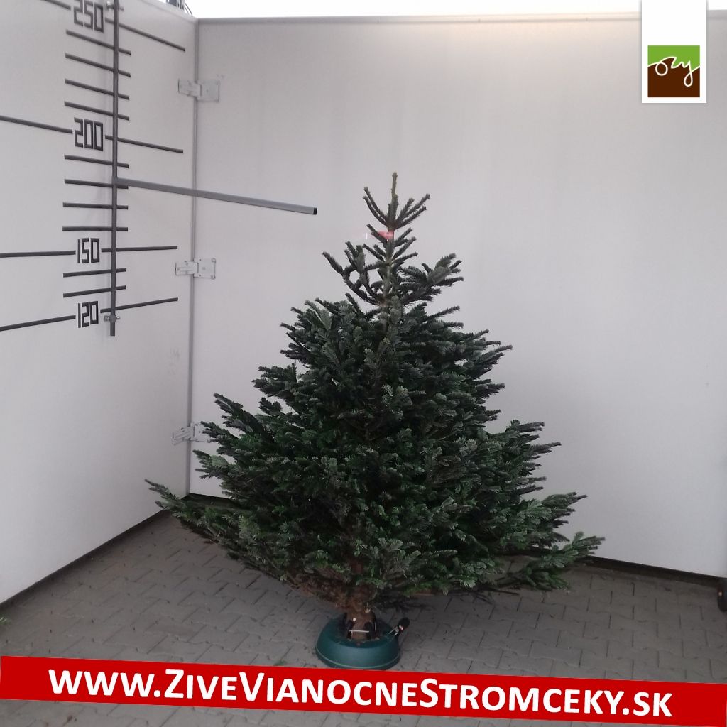 Živý vánoční stromek - Normandská Jedle EXCLUSIVE výška 175 - 200cm