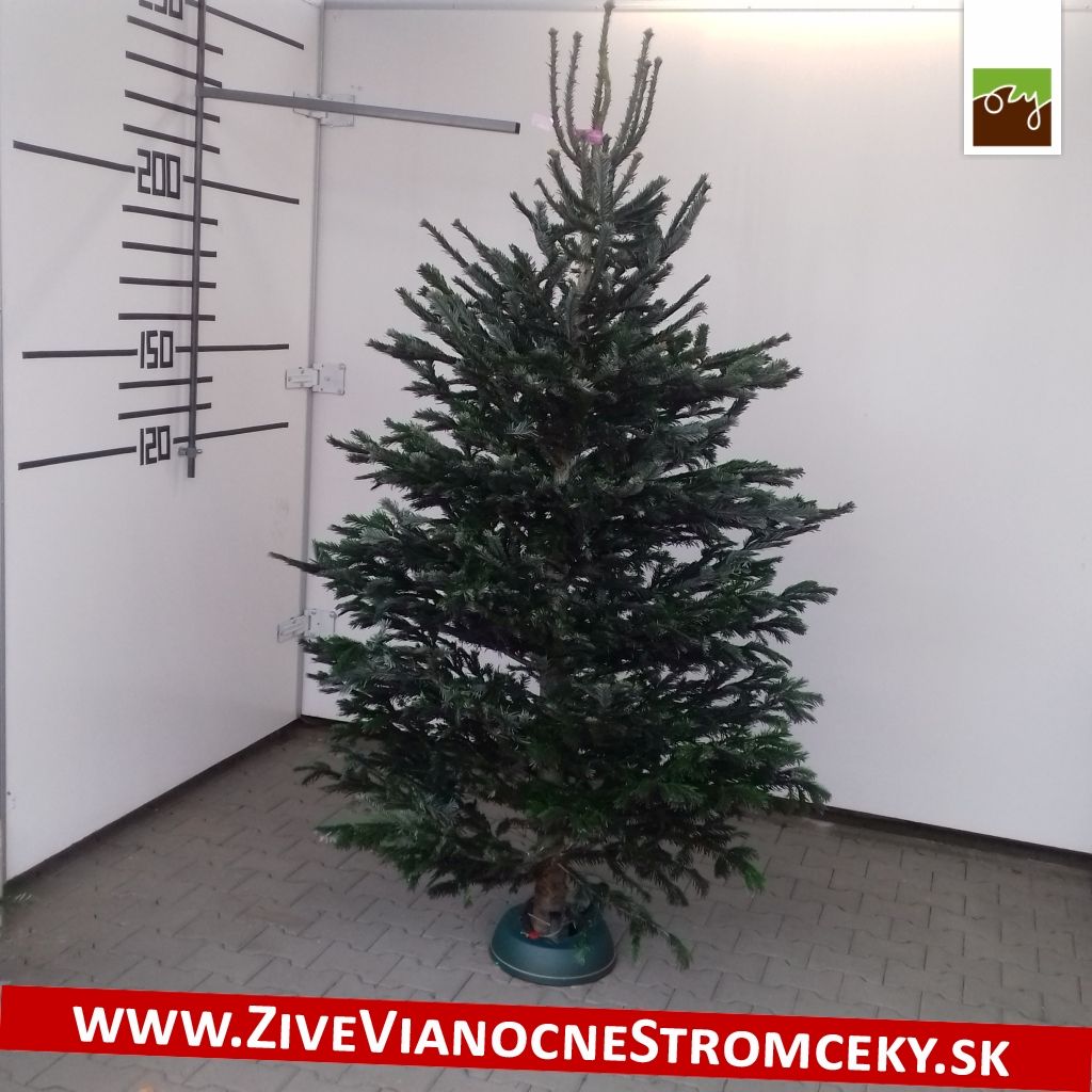 Živý vánoční stromek - Normandská Jedle EXCLUSIVE výška 200 - 225cm