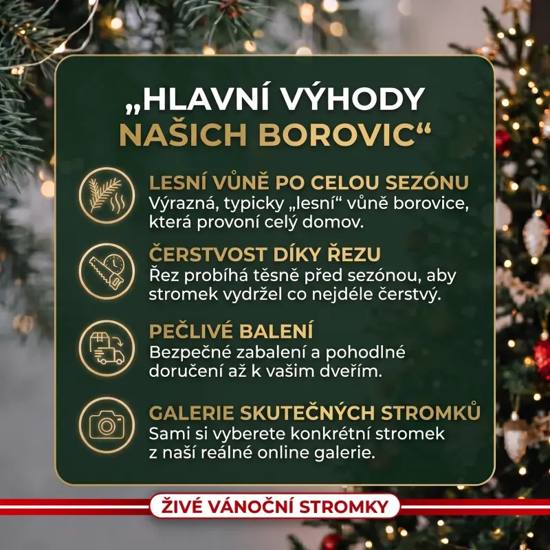 Výhody živé vánoční stromky