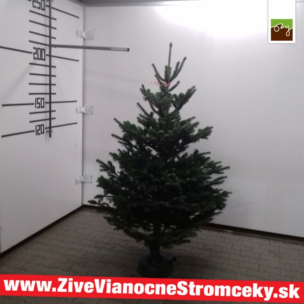 Živý vánoční stromek - Normandská Jedle B-Kategorie výška 175 - 200cm