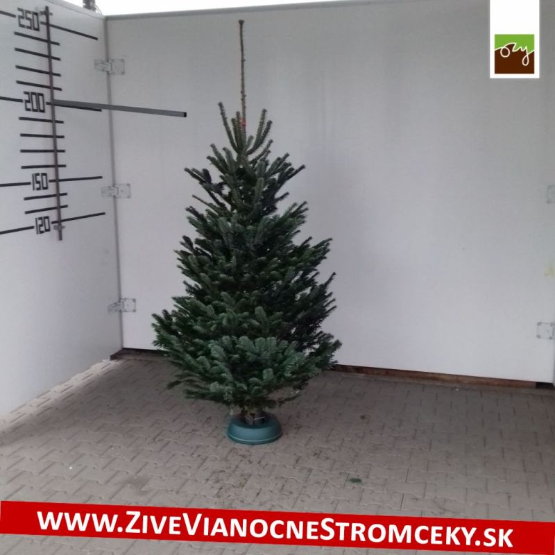 Živý vánoční stromek - Normandská Jedle A-Kategorie výška 175 - 200cm