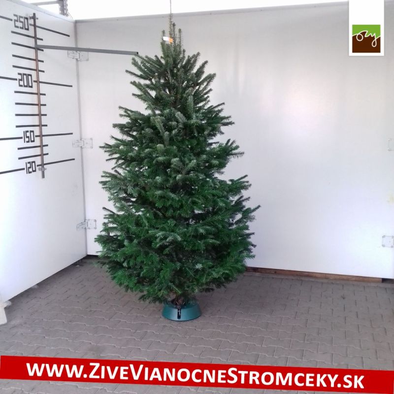 Živý vánoční stromek - Normandská Jedle A-Kategorie výška 225 - 250cm