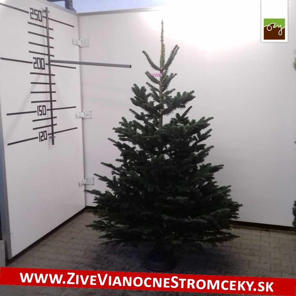 Živý vánoční stromek - Normandská Jedle B-Kategorie výška 200 - 225cm
