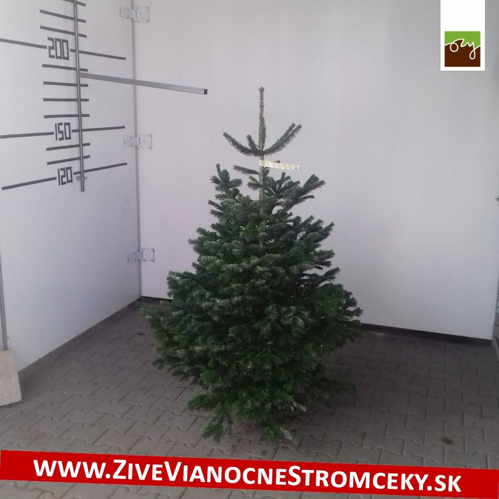 Živý vánoční stromek - Normandská Jedle B-Kategorie výška 150 - 175cm