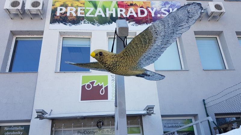 Maketa dravce - Létající jestřáb světlý