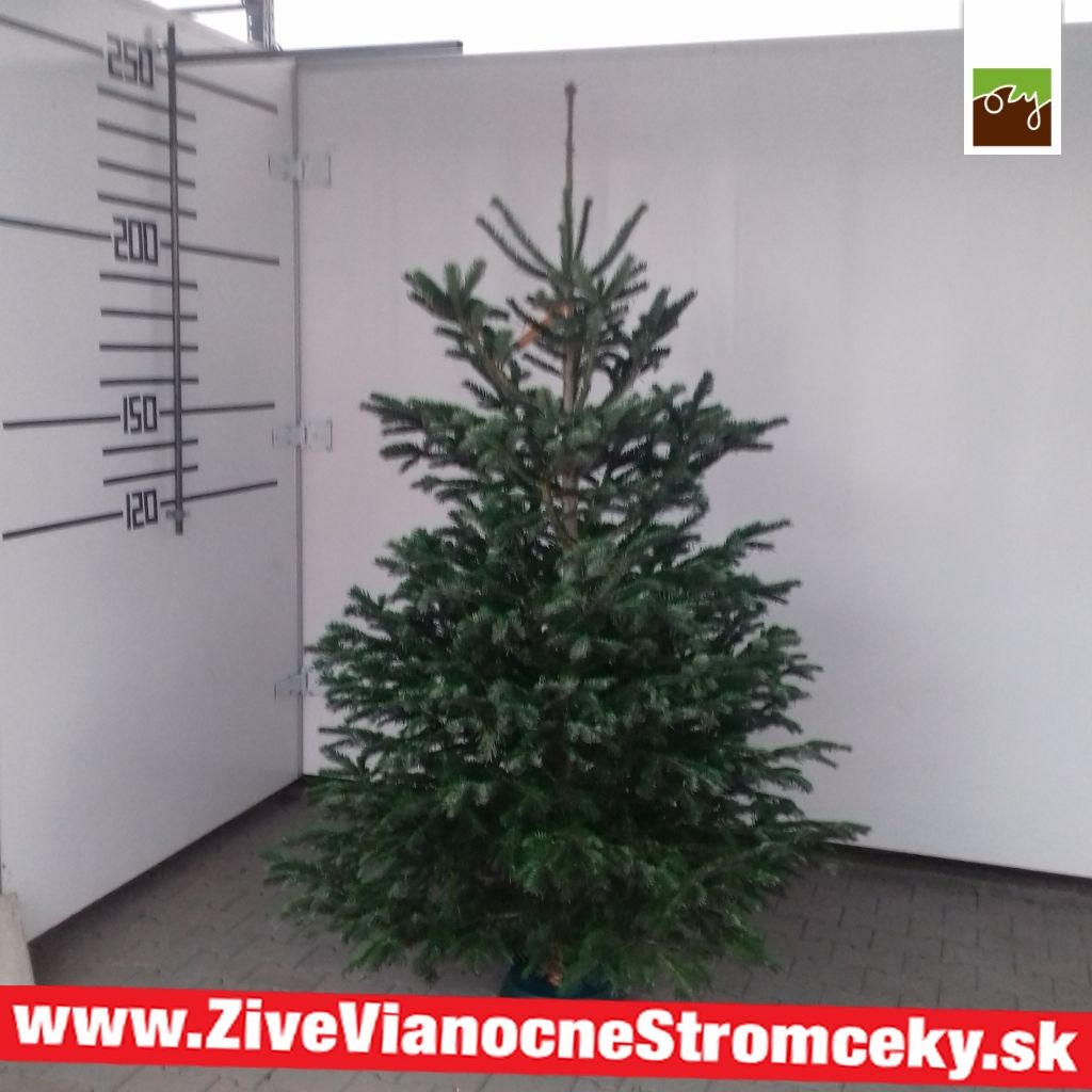 Živý vánoční stromek - Normandská Jedle B-Kategorie výška 225 - 250cm