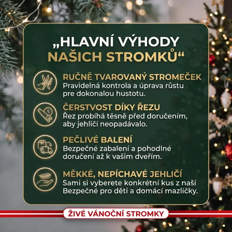Výhody živé vánoční stromky