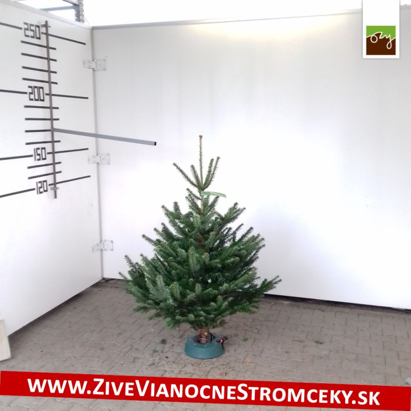 Živý vánoční stromek - Normandská Jedle A-Kategorie výška 125 - 150cm