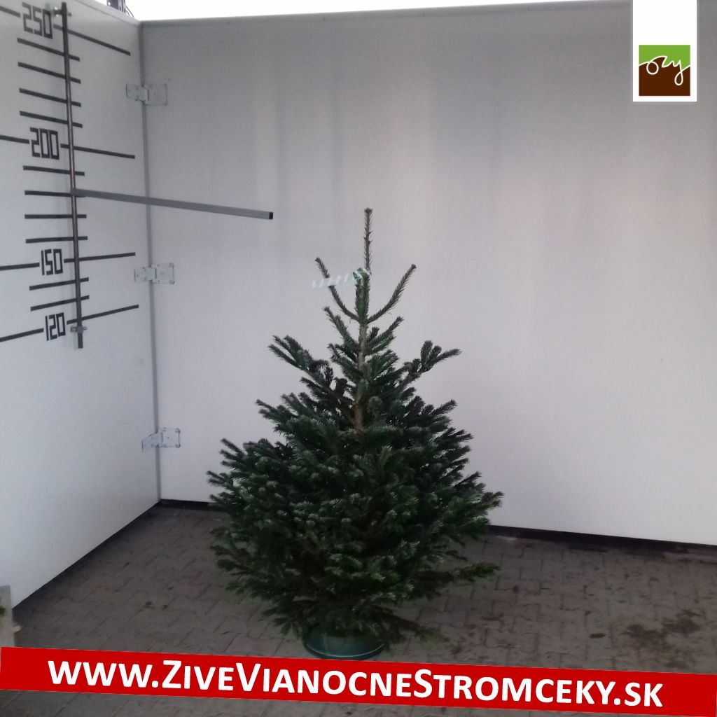 Živý vánoční stromek - Normandská Jedle B-Kategorie výška 125 - 150cm