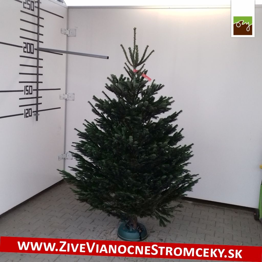 Živý vánoční stromek - Normandská Jedle EXCLUSIVE výška 175 - 200cm