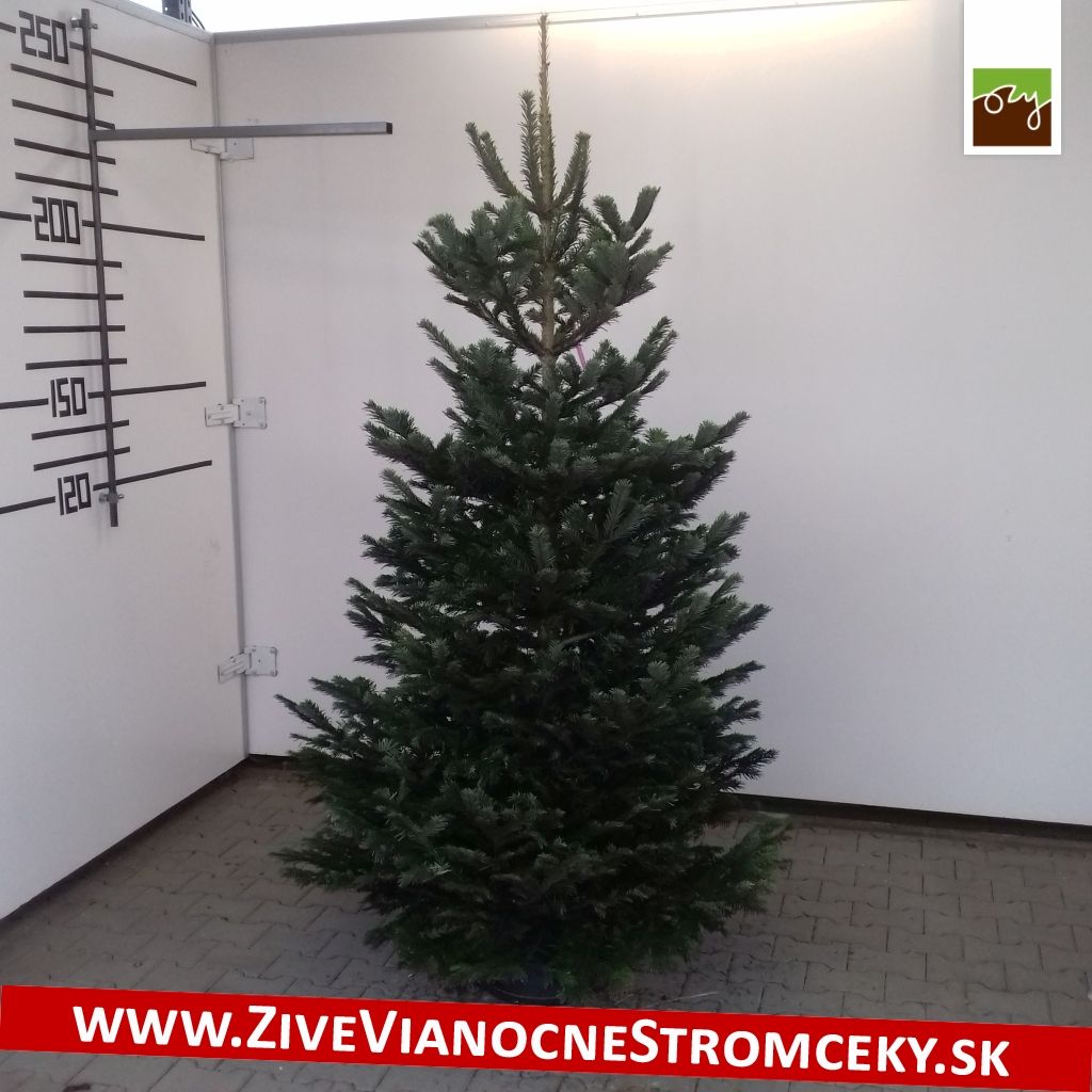 Živý vánoční stromek - Normandská Jedle EXCLUSIVE výška 200 - 225cm