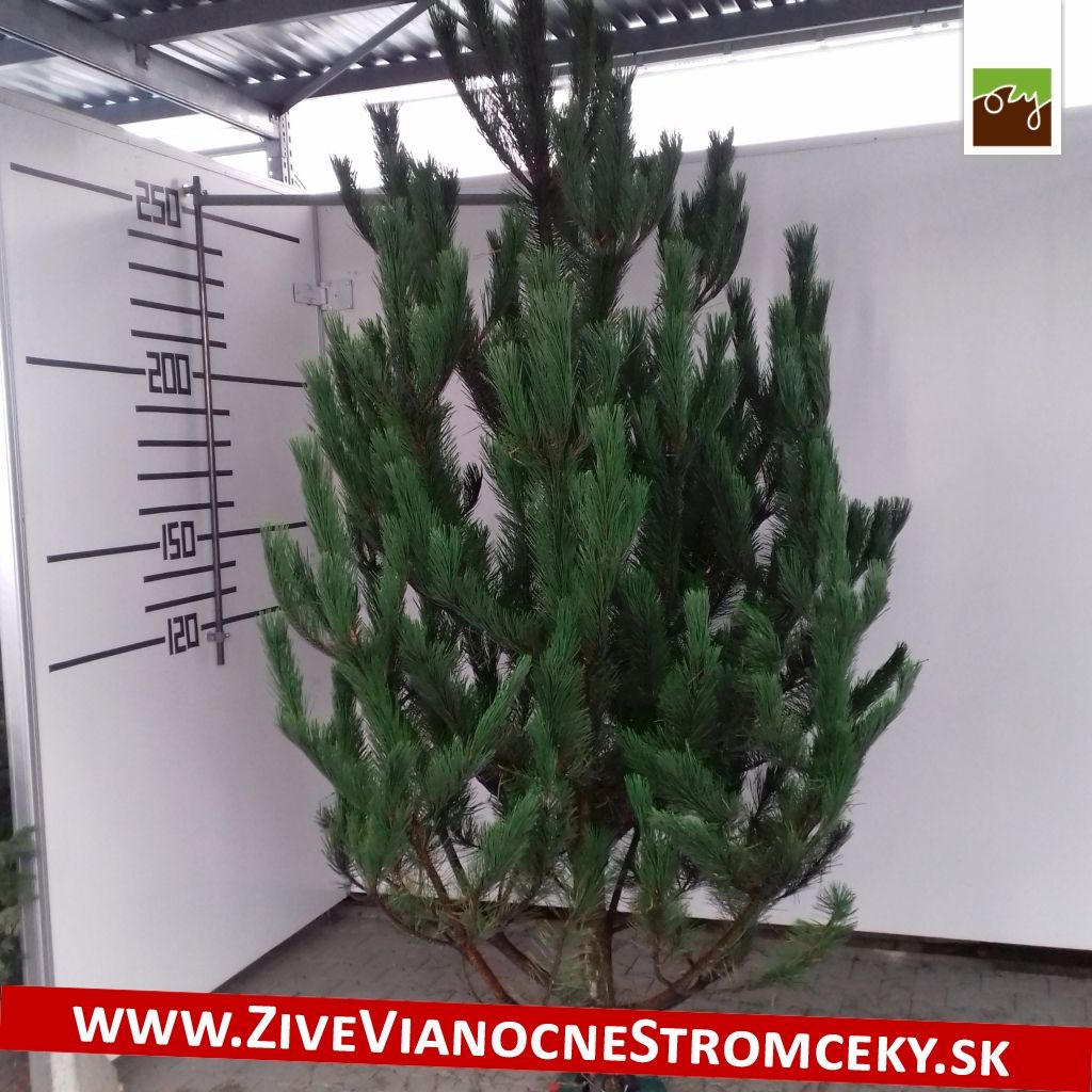 Živý vánoční stromek - Borovice černá 180-210cm