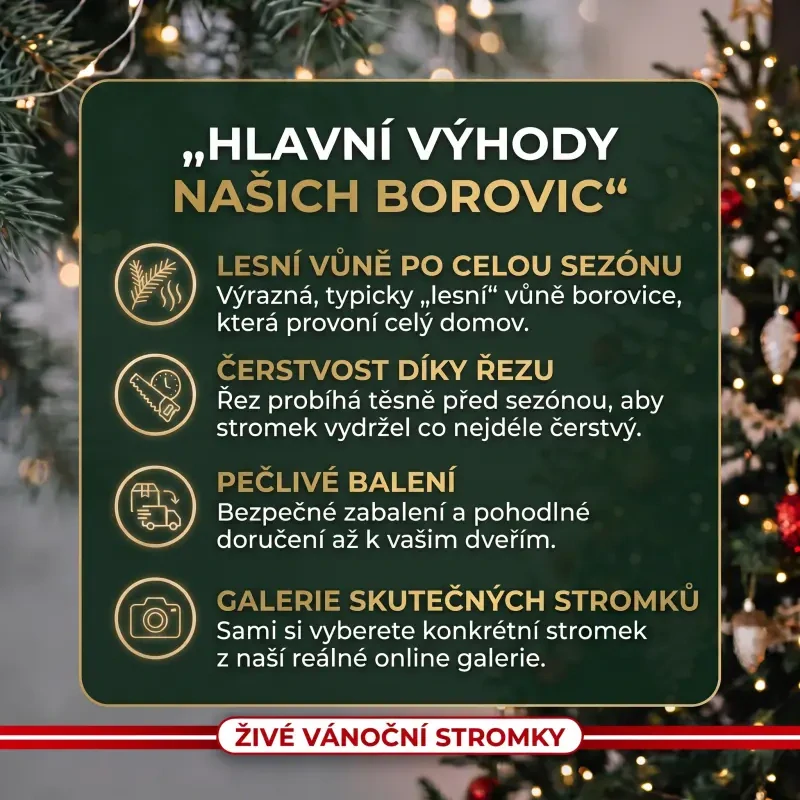 Výhody živé vánoční stromky