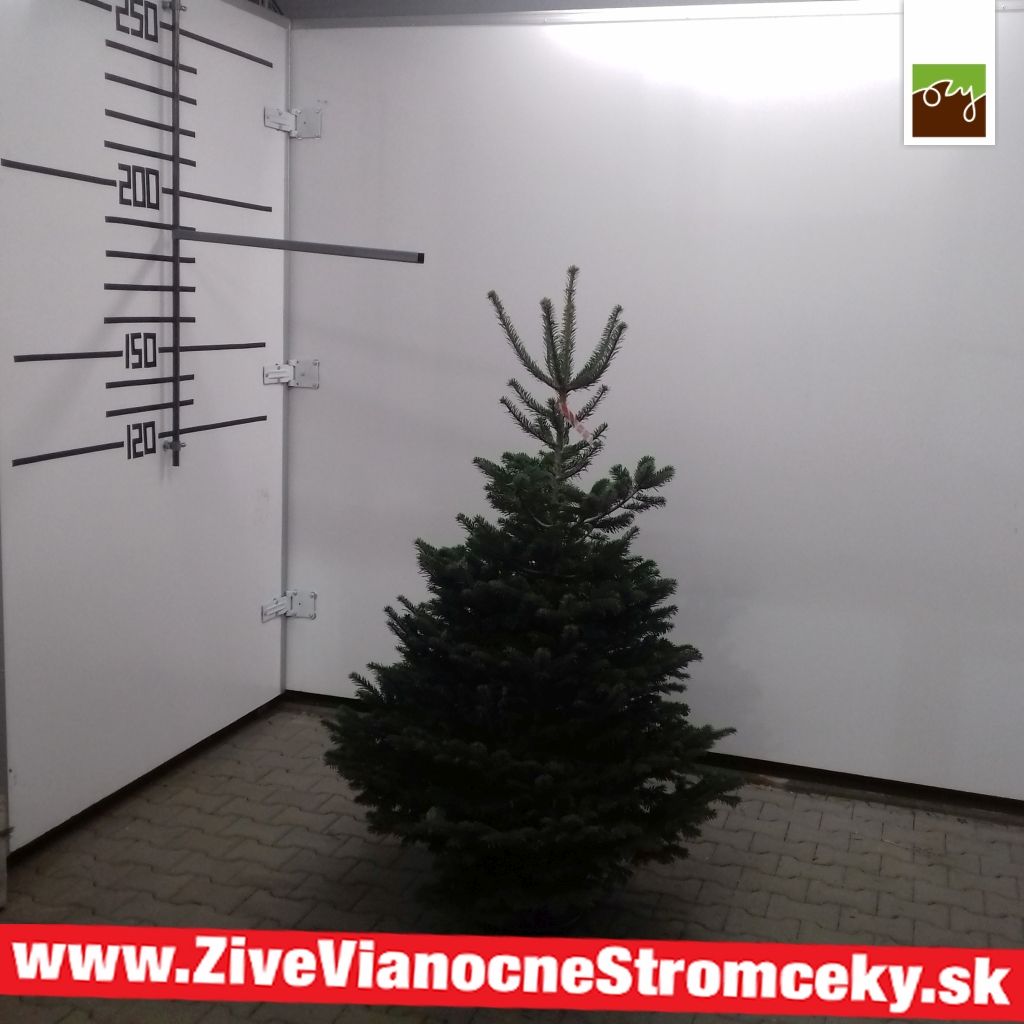 Živý vánoční stromek - Normandská Jedle B-Kategorie výška 175 - 200cm