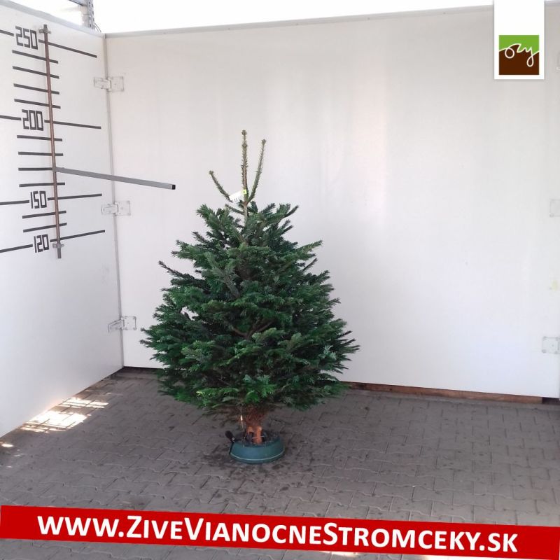 Živý vánoční stromek - Normandská Jedle A-Kategorie výška 150 - 175cm