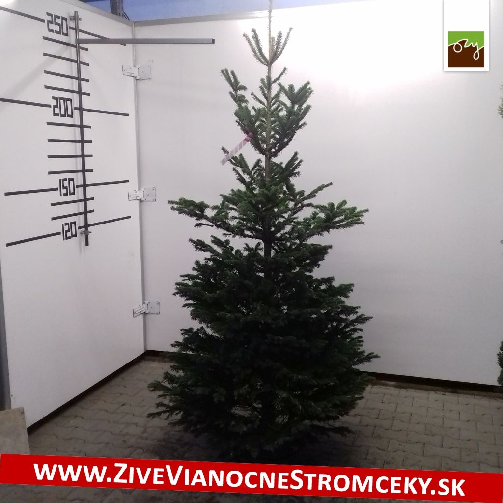 Živý vánoční stromek - Normandská Jedle B-Kategorie výška 200 - 225cm