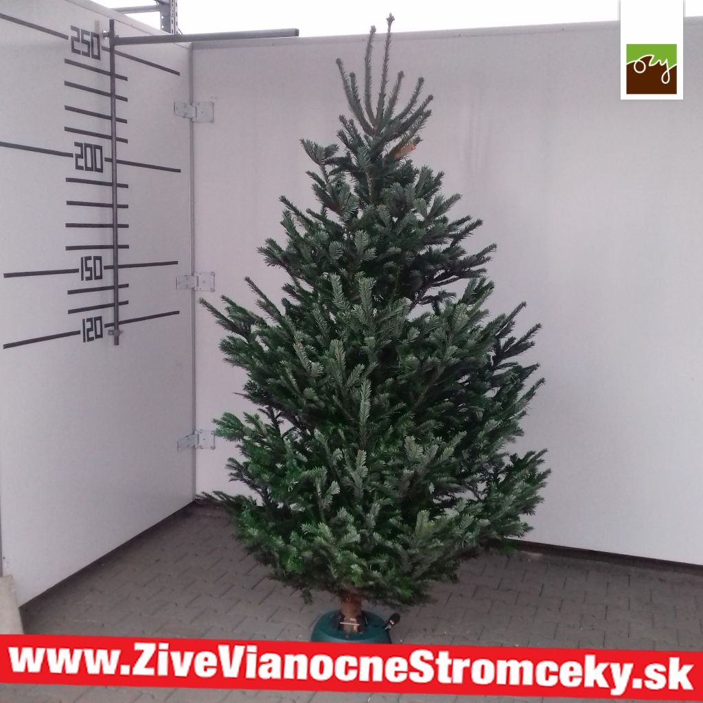 Živý vánoční stromek - Normandská Jedle B-Kategorie výška 250 - 275cm