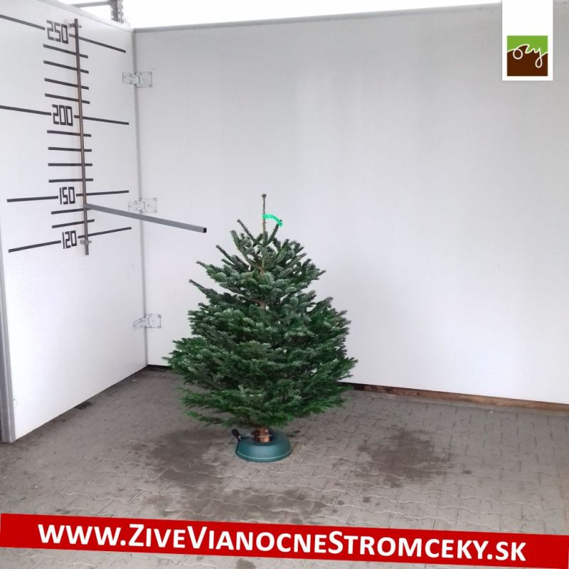 Živý vánoční stromek - Normandská Jedle A-Kategorie výška 125 - 150cm