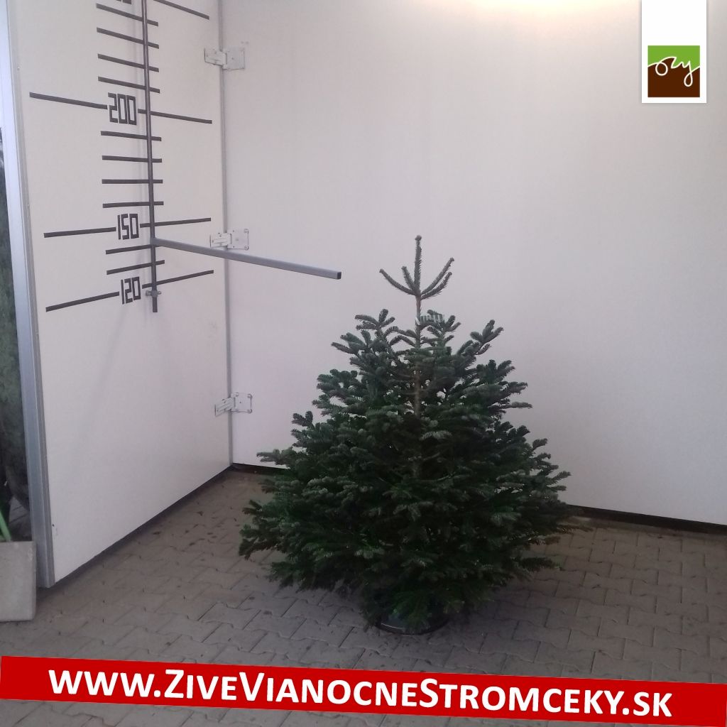Živý vánoční stromek - Normandská Jedle B-Kategorie výška 125 - 150cm