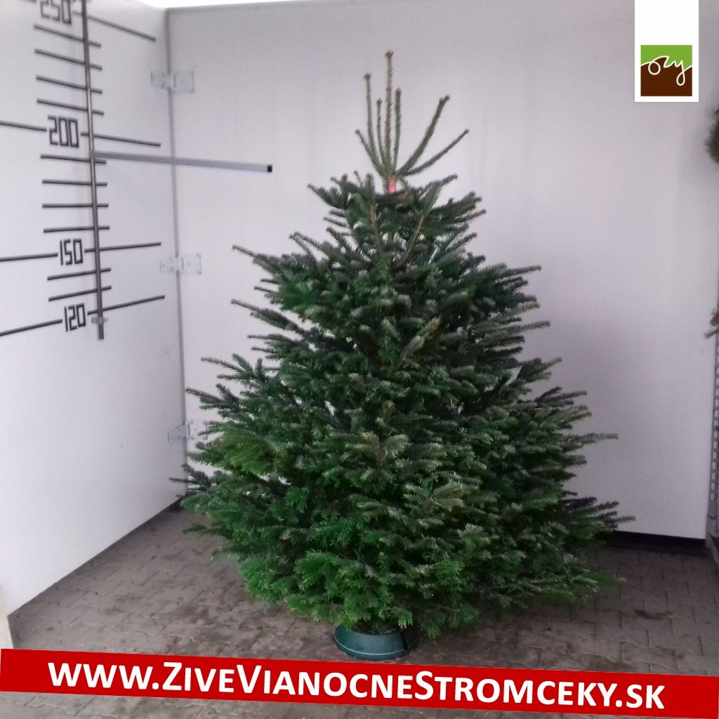 Živý vánoční stromek - Normandská Jedle EXCLUSIVE výška 175 - 200cm