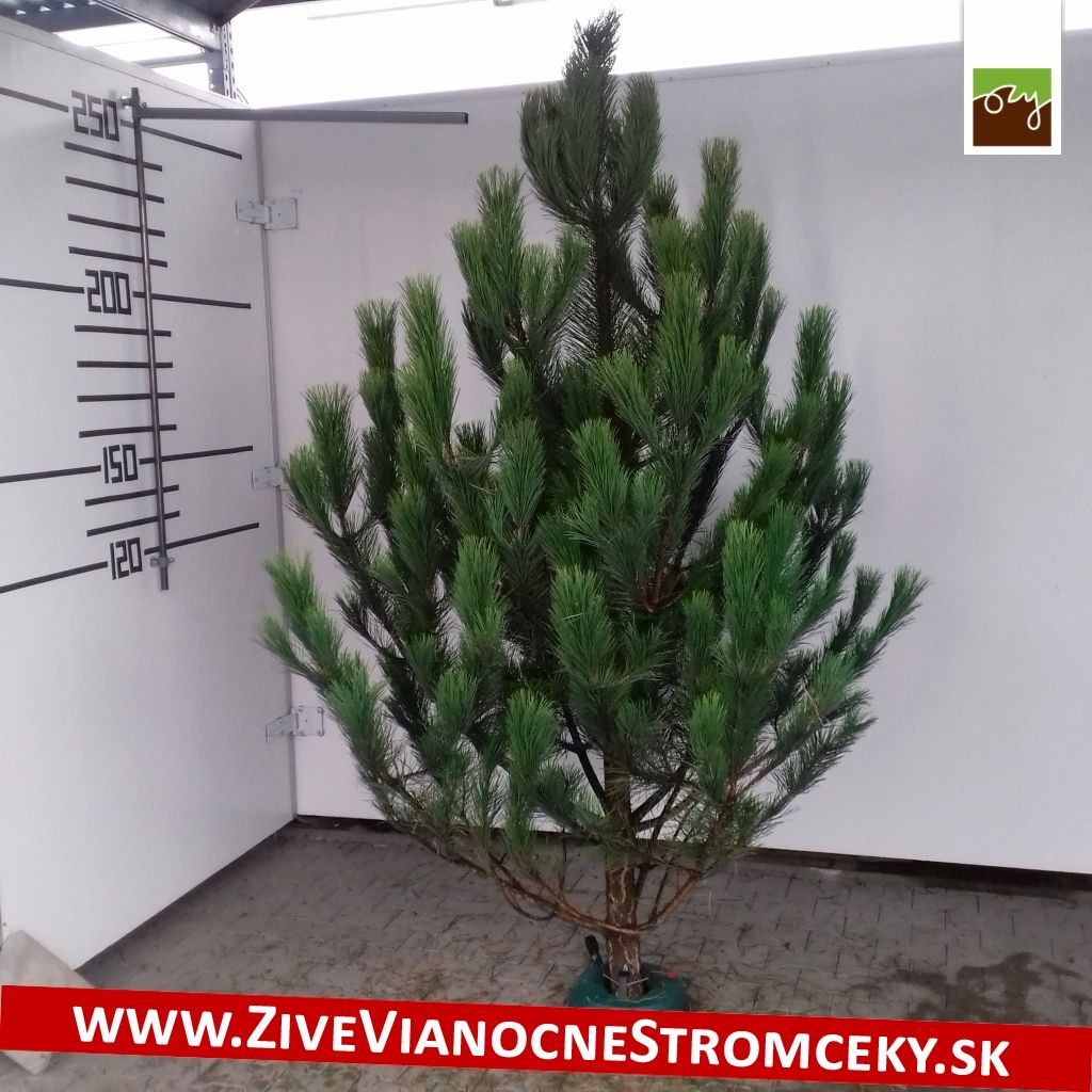 Živý vánoční stromek - Borovice černá 180-210cm