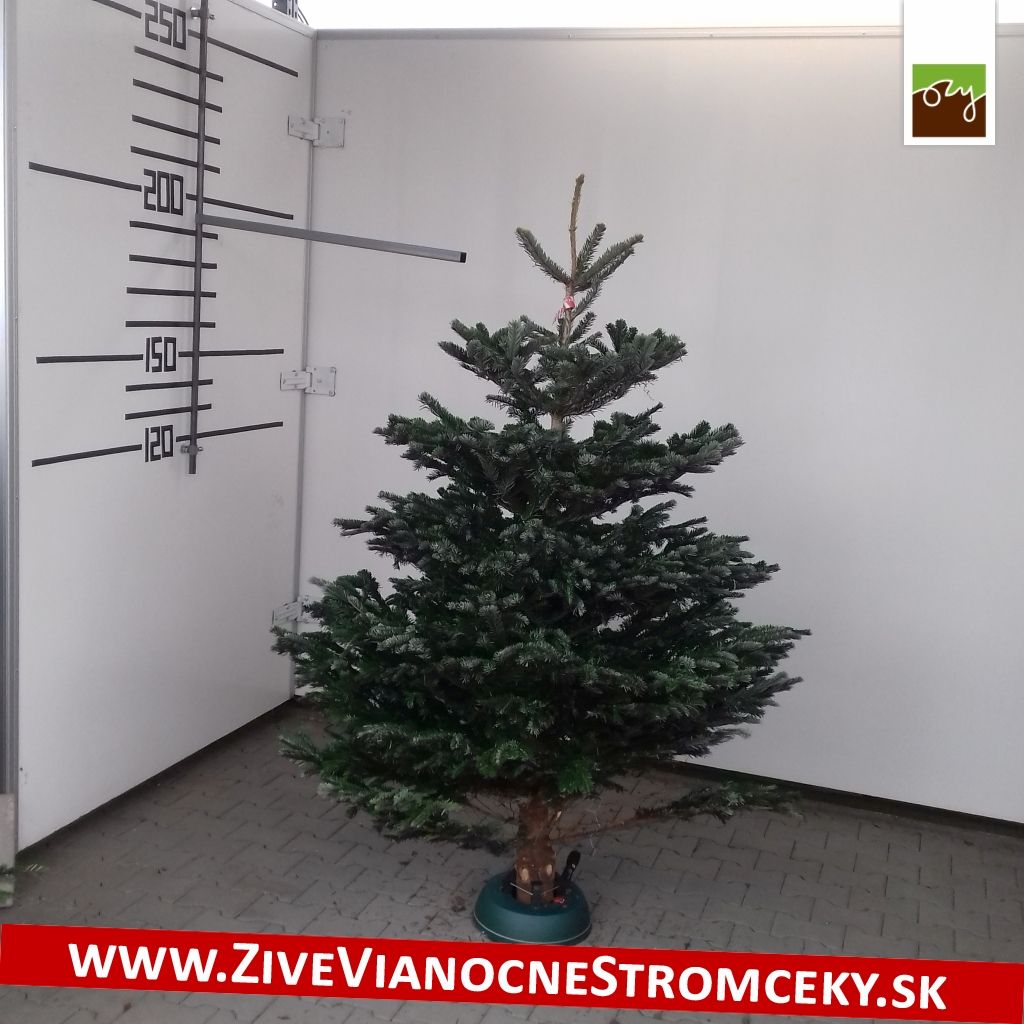 Živý vánoční stromek - Normandská Jedle B-Kategorie výška 175 - 200cm