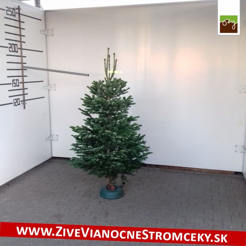 Živý vánoční stromek - Normandská Jedle A-Kategorie výška 150 - 175cm