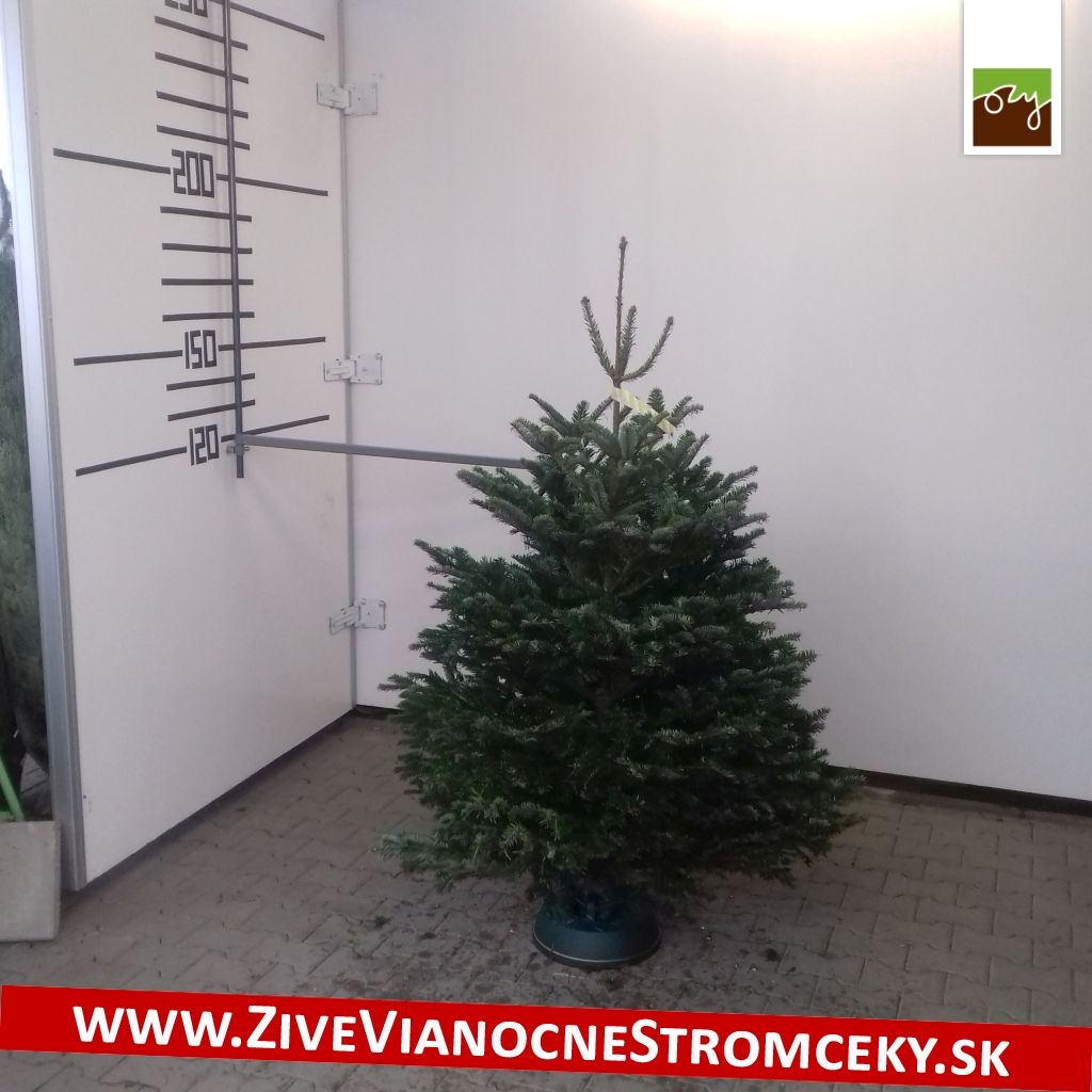 Živý vánoční stromek - Normandská Jedle B-Kategorie výška 150 - 175cm