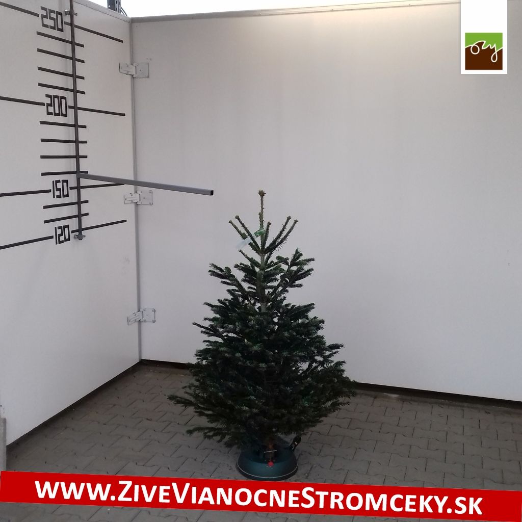 Živý vánoční stromek - Normandská Jedle A-Kategorie výška 125 - 150cm