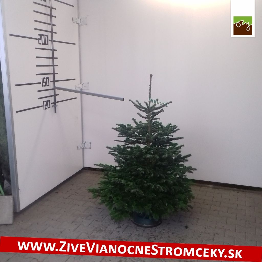 Živý vánoční stromek - Normandská Jedle B-Kategorie výška 125 - 150cm