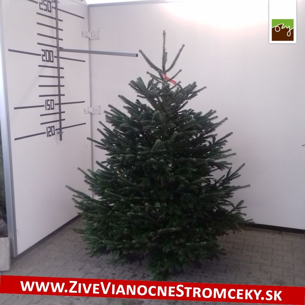 Živý vánoční stromek - Normandská Jedle EXCLUSIVE výška 175 - 200cm