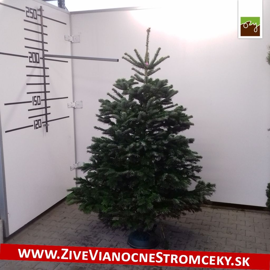 Živý vánoční stromek - Normandská Jedle EXCLUSIVE výška 200 - 225cm