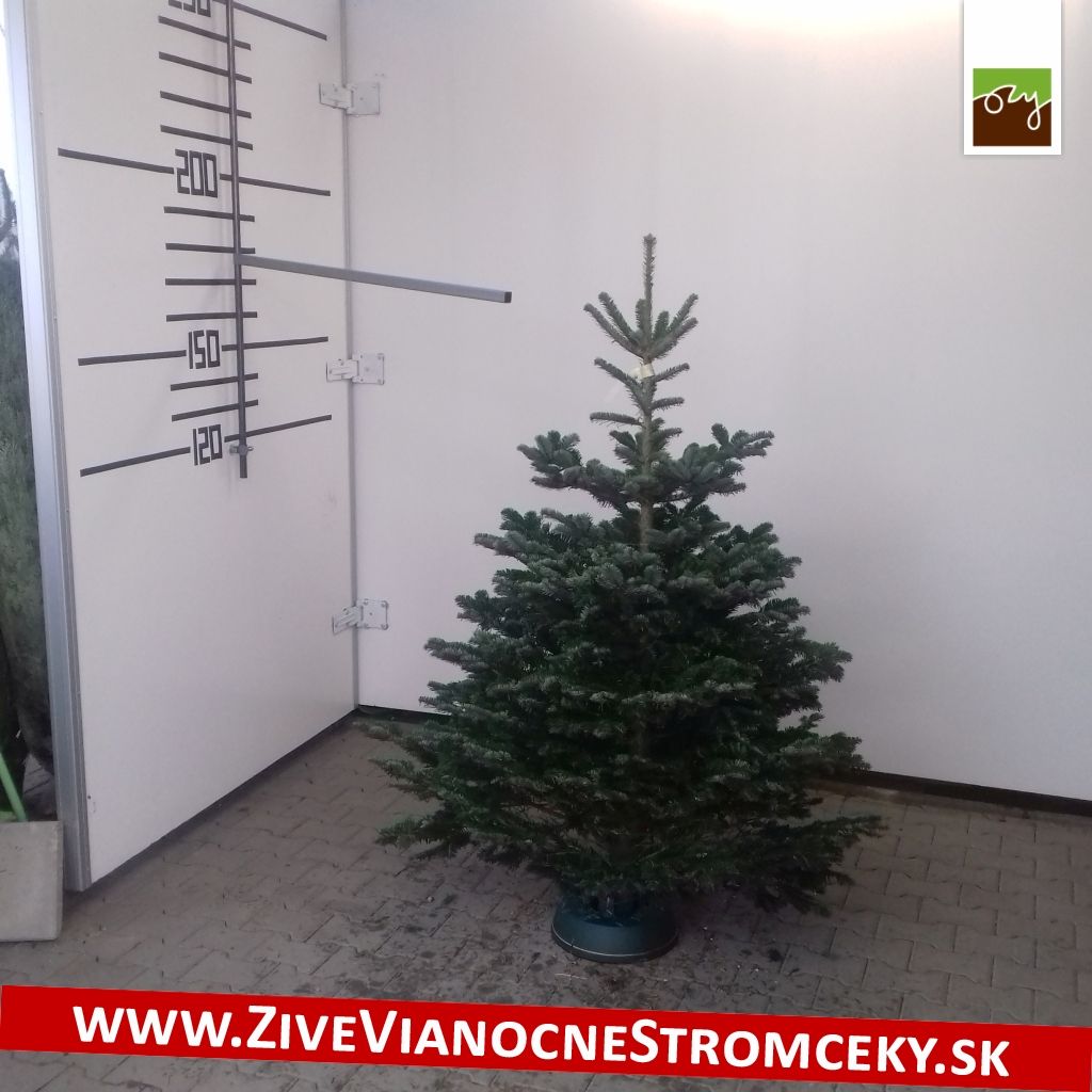 Živý vánoční stromek - Normandská Jedle B-Kategorie výška 150 - 175cm